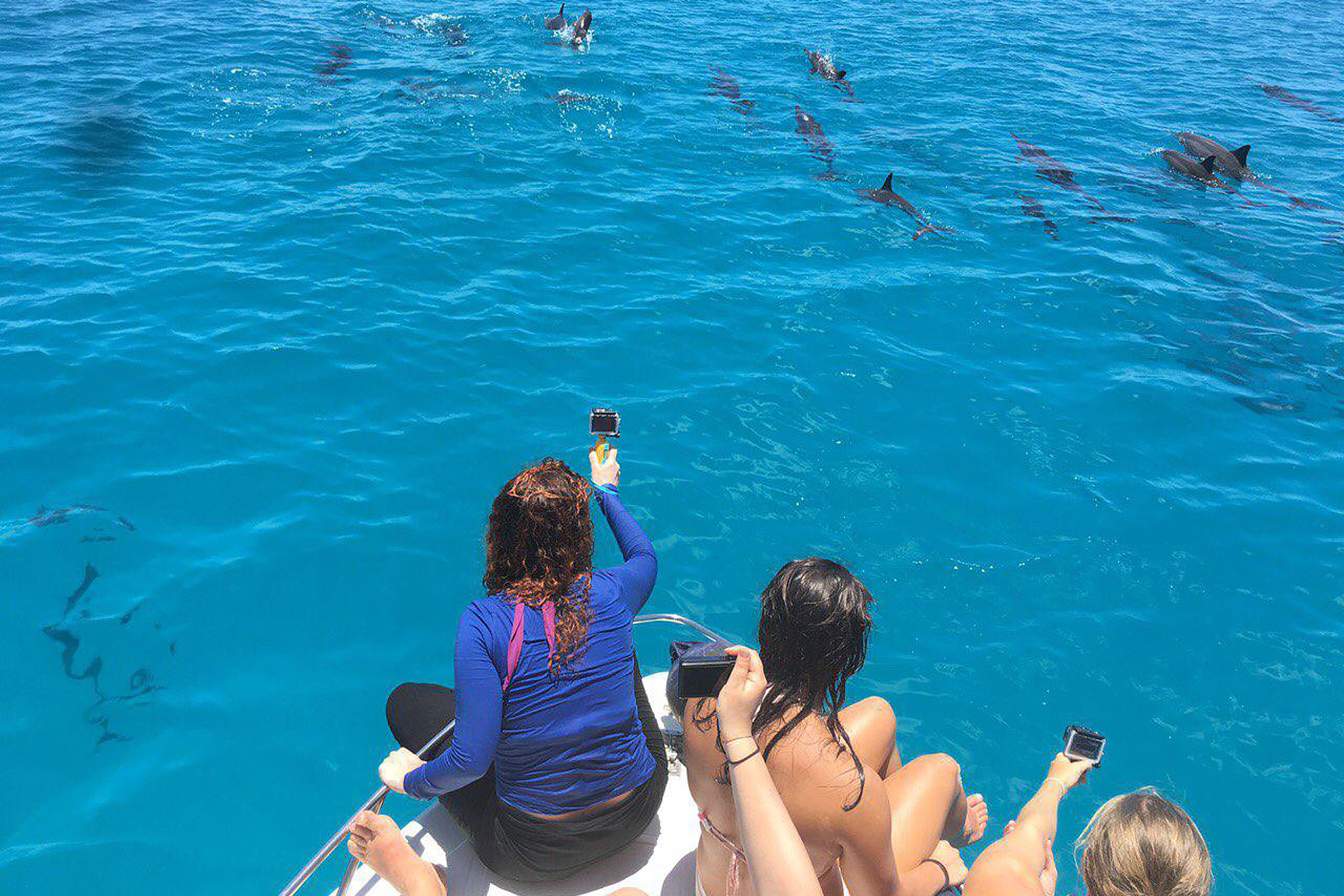 Dolphin watching trips Gulhi Maldives